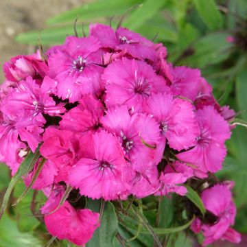 Dianthus barbatus Etournelle Rose (semi) - Garofano dei poeti