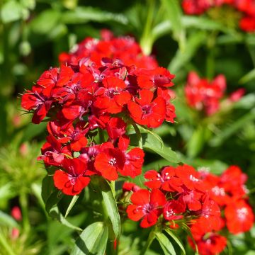Dianthus barbatus Etournelle Scarlet (semi) - Garofano dei poeti