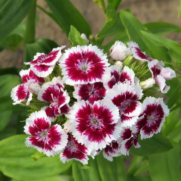 Dianthus barbatus Etournelle White with Eye (semi) - Garofano dei poeti