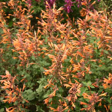 Agastache aurantiaca Apricot Sprite (semi)