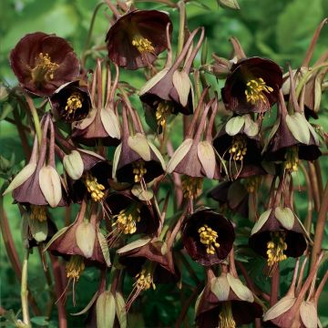Aquilegia viridiflora Chocolate Soldier (semi)