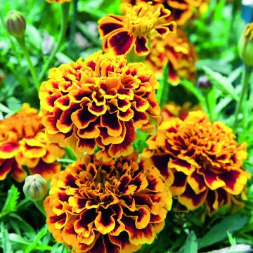 Tagetes patula Colossus - Tagete