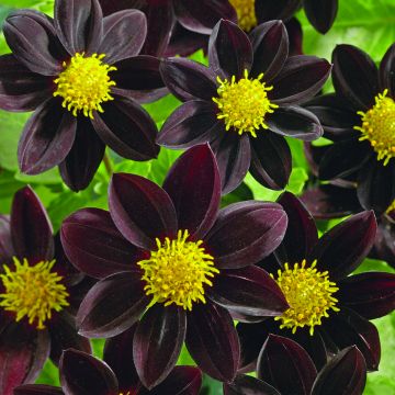 Dahlia variabilis Black Beauty