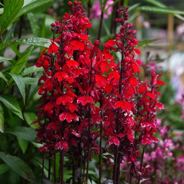 Lobelia speciosa Fan Scarlet (Semi rivestiti)