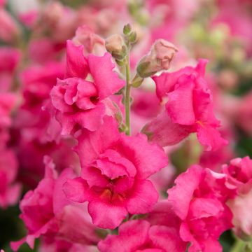 Graines de Muflier Sweet Duet Rose Shades - Antirrhinum majus