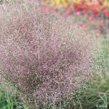 Muhlenbergia reverchonii Rosy (semi)