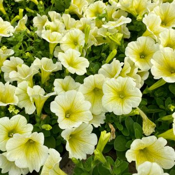Petunia Limoncello