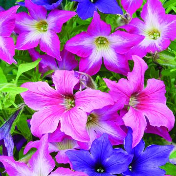 Petunia Sparklers