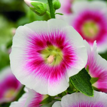 Alcea rosea  Halo Blush  (semi) - Malvarosa