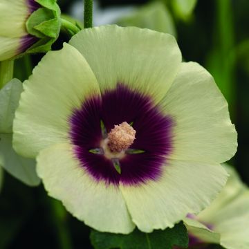 Alcea rosea Halo Cream - Malvarosa