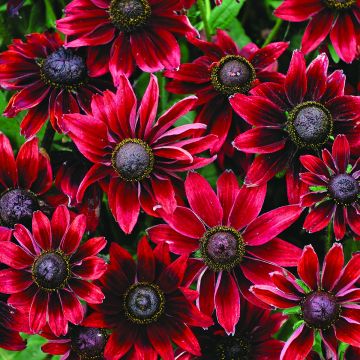 Rudbeckia hirta Cherry Brandy (semi)