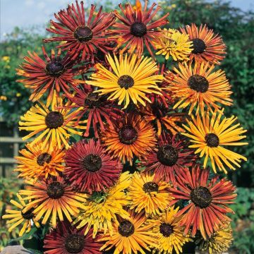 Rudbeckia hirta Chim Chiminee