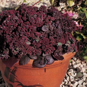 Sedum ussuriense Turkish Delight