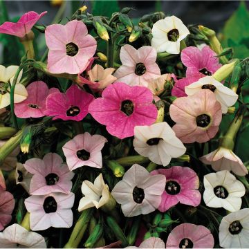 Tabacco da fiore Marshmallow (semi)