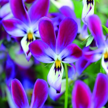 Viola Bunny Ears