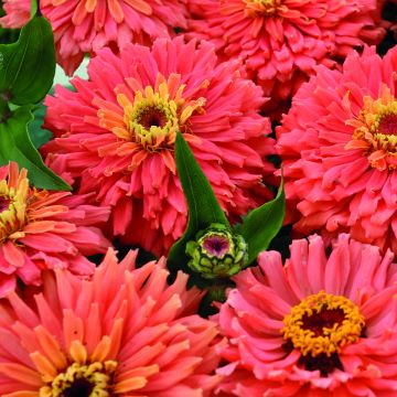Zinnia Señora (semi)