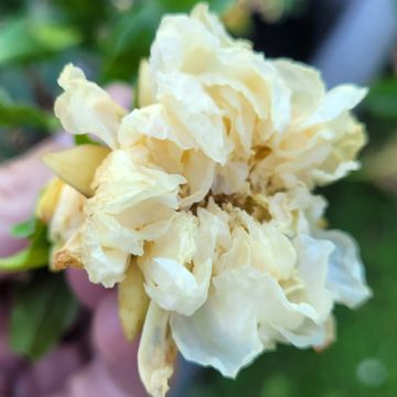 Punica granatum Alba Plena - Melograno Punica granatum Alba Plena - Melograno