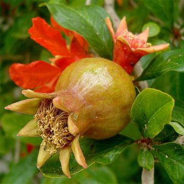 Melograno - Punica granatum