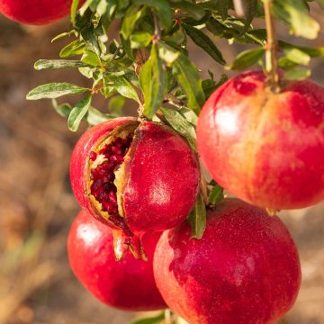 Melograno - Punica granatum