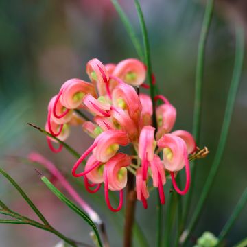 Grevillea johnsonii Grevillea johnsonii