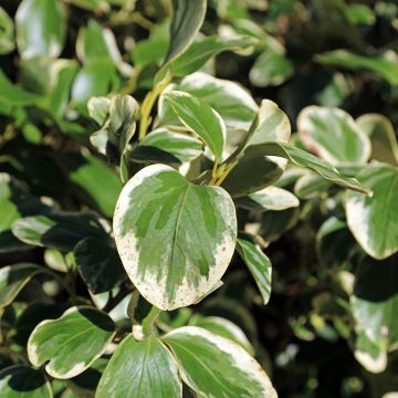 Griselinia littoralis Bantry Bay Griselinia littoralis Bantry Bay