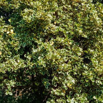 Griselinia littoralis Green Jewel Griselinia littoralis Green Jewel