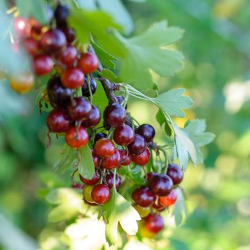 Ribes x nidigrolaria Jostaberry - Josta
