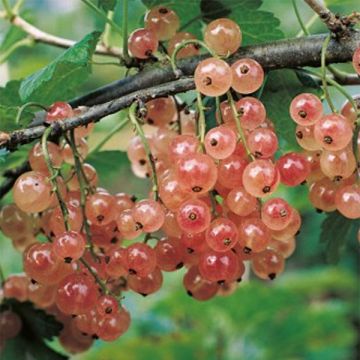 Ribes rosso Gloire des Sablons