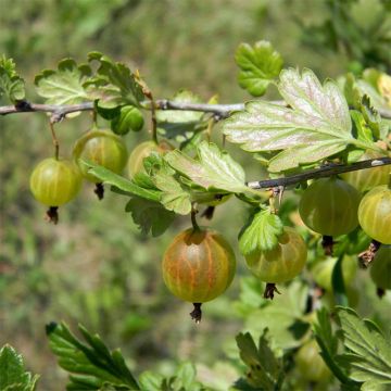 Uva-spina Hinnonmäki Grün