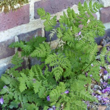 Gymnocarpium dryopteris