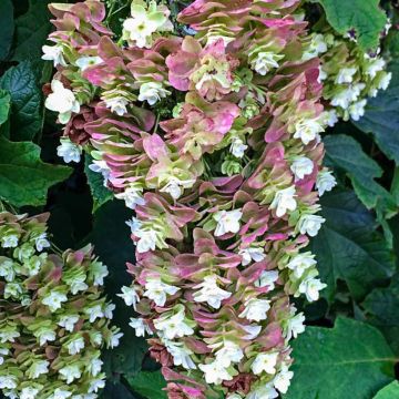 Hydrangea quercifolia Snowcicle - Ortensia a foglie di quercia
