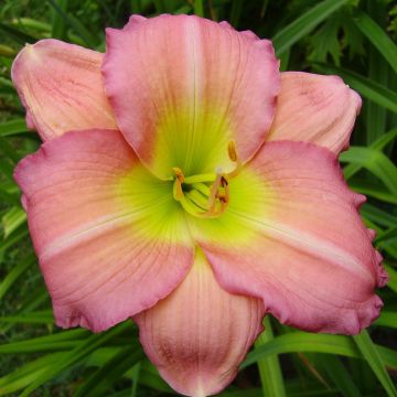 Hemerocallis Ben Norvell - Emerocallide