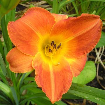 Hemerocallis Bittersweet Holiday - Emerocallide Hemerocallis Bittersweet Holiday - Emerocallide