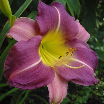 Hemerocallis Blue Sheen - Emerocallide Hemerocallis Blue Sheen - Emerocallide