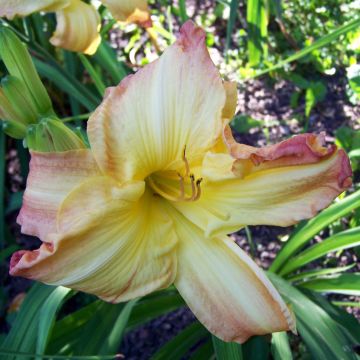 Hemerocallis Boom Town - Emerocallide