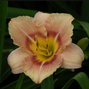 Hemerocallis Buffy's Doll - Emerocallide