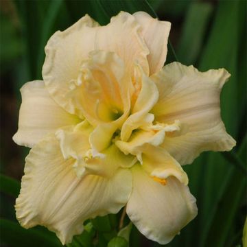 Hemerocallis Chardonnay - Emerocallide Hemerocallis Chardonnay - Emerocallide
