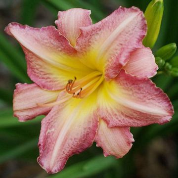 Hemerocallis Chicago Candy Cane - Emerocallide