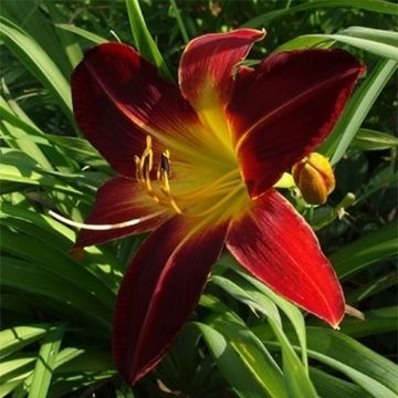 Hemerocallis Chipper Cherry - Emerocallide Hemerocallis Chipper Cherry - Emerocallide