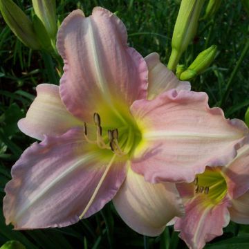Hemerocallis Chosen Love - Emerocallide