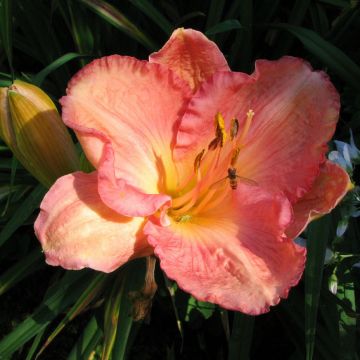 Hemerocallis Dancing Shiva - Emerocallide