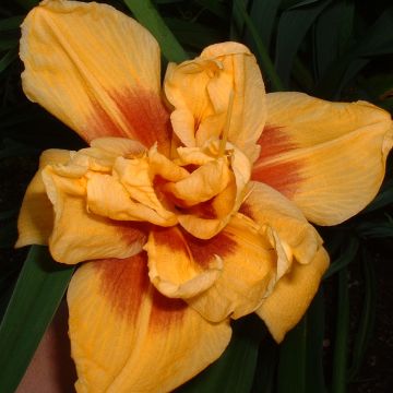 Hemerocallis Double Bold one - Emerocallide Hemerocallis Double Bold one - Emerocallide