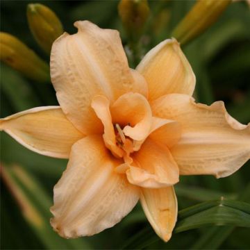 Hemerocallis Double Entendre - Emerocallide Hemerocallis Double Entendre - Emerocallide