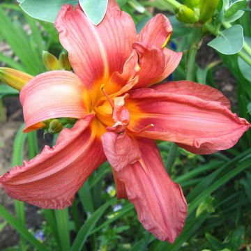 Hemerocallis Double Glamour - Emerocallide Hemerocallis Double Glamour - Emerocallide