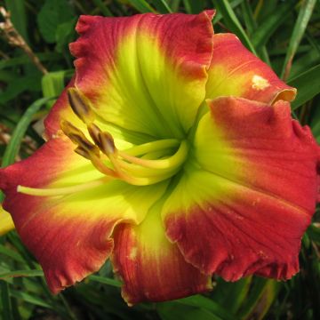 Hemerocallis Dragons King - Emerocallide
