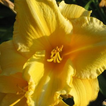 Hemerocallis Ed Kirchhoff - Emerocallide