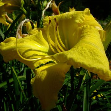 Hemerocallis Evening Bell - Emerocallide