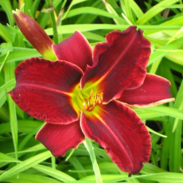 Hemerocallis Gipsy Turtle - Emerocallide