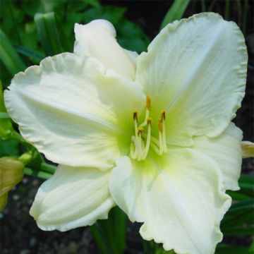 Hemerocallis Lime Frost - Emerocallide Hemerocallis Lime Frost - Emerocallide