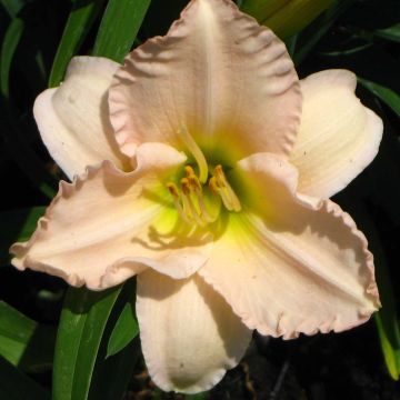 Hemerocallis Lullaby Baby - Emerocallide
